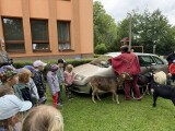 Obrázek v galerii